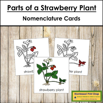 Peanut Plant Nomenclature Book - Montessori Print Shop