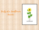 Parts of a Sunflower Bundle  • Nomenclature  • Montessori