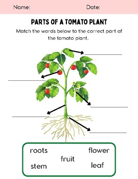 Parts of a Tomato Plant, STEM, Growth, Seed Plant, Planting, Tomatoes