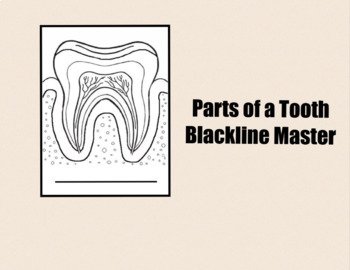 Preview of Parts of a Tooth • Black Line Master • Nomenclature Cards • Digital Montessori