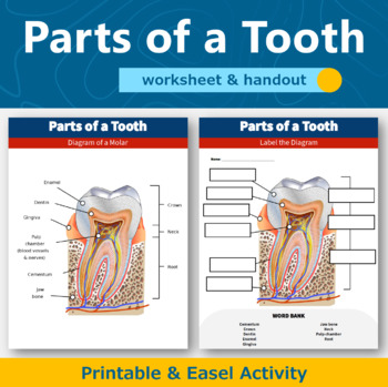 Preview of Parts of a Tooth Diagram Worksheet and Handout 