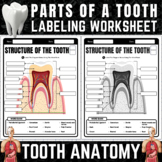 Parts of a Tooth Labeling Worksheet | Tooth Anatomy | Labe