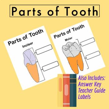 Preview of Parts of a Tooth Labelling Activity - Dental Health