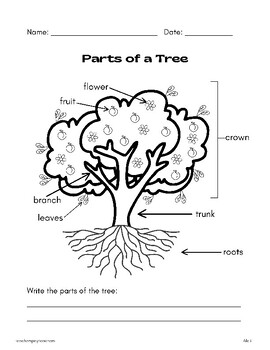 Preview of Parts of a Tree - Fill in the blank
