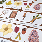 Parts of a Tree Three-Part Cards: Montessori-style flashca
