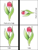 Parts of a Tulip - Montessori 4 Part Cards