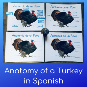 Preview of Parts of a Turkey in Spanish
