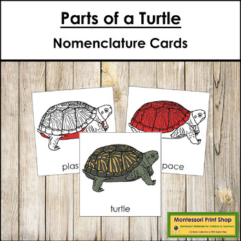 Parts of a Turtle 3-Part Cards (red highlights) - Montessori Nomenclature
