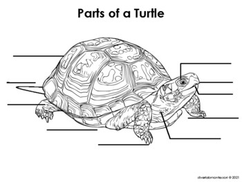 Parts of a Turtle by Silver Lab Montessori | TPT
