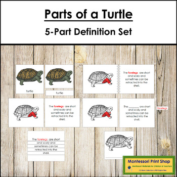 Parts of a Turtle Definition Set (red highlights) - Montessori Nomenclature