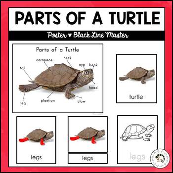 Parts of a Turtle Nomenclature Cards by Montessori Nature | TpT