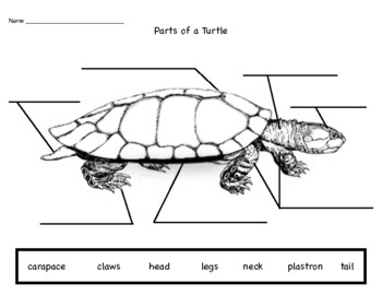 Parts of a Turtle (Reptile) by Guiding Hands with Kellsie | TPT