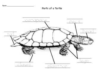 Parts of a Turtle (Reptile) by Guiding Hands with Kellsie | TPT