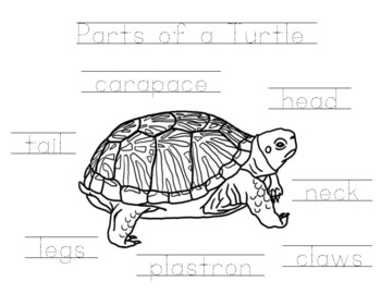 Preview of Parts of a Turtle Worksheet