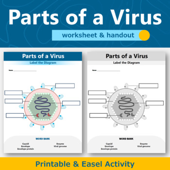 Preview of Parts of a Virus Worksheet and Handout 