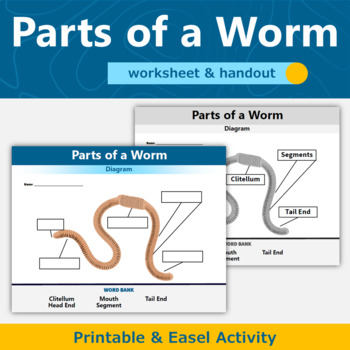 Preview of Parts of a Worm Diagram Anatomy Biology Worksheet and Handout 
