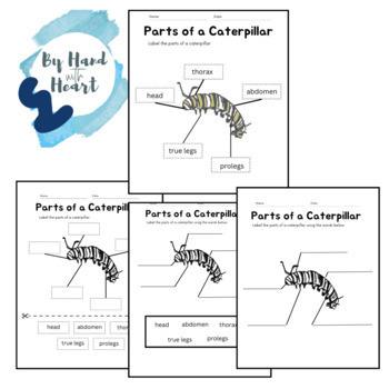 Preview of Parts of a caterpillar