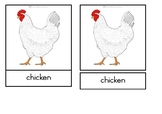 Parts of a chicken - Montessori nomenclature cards