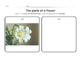 Parts of a flower | Flower anatomy drawing K1-K2 Science