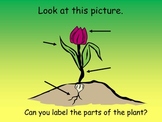 Parts of a flower Powerpoint
