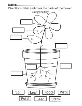 Preview of Parts of a flower plant labeling prek preschool kindergarden