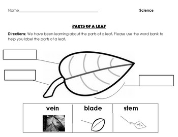 Parts of a leaf by Shine Teach Believe Inspire | TPT