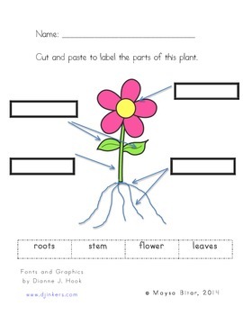 Parts of a plant by Smarties and Beyond | TPT