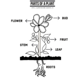 Parts Of A Plant Coloring Teaching Resources | TPT