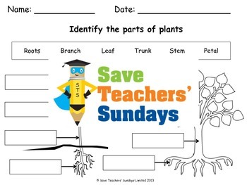 Preview of Parts of a plant and parts of a tree Lesson plan and Worksheet