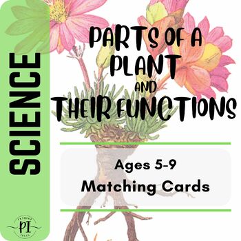 Preview of Parts of a plant and their functions matching