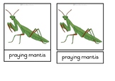 Parts of a praying mantis - Montessori nomenclature cards