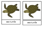 Parts of a sea turtle - Montessori nomenclature cards