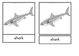 Parts of a shark - Montessori nomenclature cards