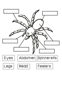 Parts of a spider by MrsLewisLoves | TPT