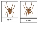 Parts of a spider - Montessori nomenclature cards