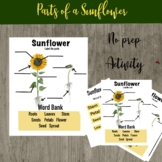 Parts of a sunflower no prep activity differentiated levels