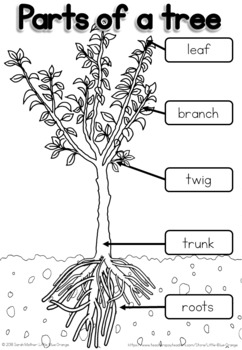Parts of a tree worksheet by Little Blue Orange | TpT