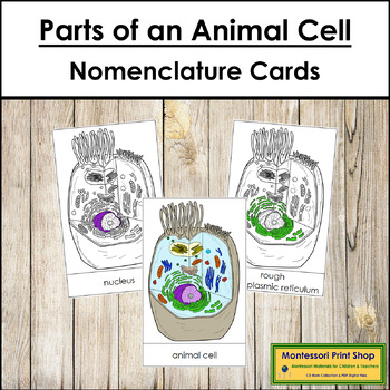 Preview of Parts of an Animal Cell 3-Part Cards - Montessori Nomenclature