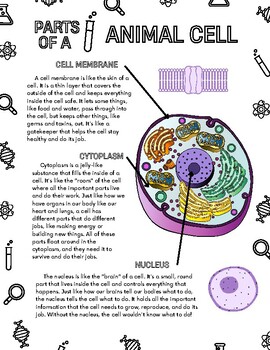 Parts of an Animal Cell by Asha's Adventures | TPT