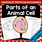 Parts of an Animal Cell - Labeling & Matching | Printable 