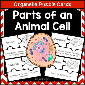 Parts of an Animal Cell - Organelle Puzzle Cards by Katie Stokes