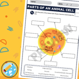 Parts of an Animal Cell Worksheet, with Answer Keys