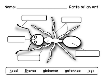 Preview of Label an Insect: Ant Diagram - Differentiated Worksheets and EASEL Activities
