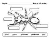 Label an Insect: Ant Diagram - Differentiated Worksheets a