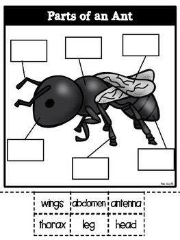 Parts of an Ant- Bilingual by Rae Elliott | TPT