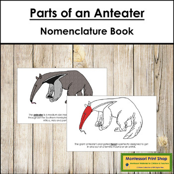 anteater tongue anatomy