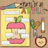 Parts of an Apple Craft