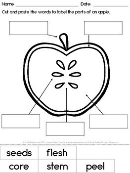 Parts of an Apple: FREE diagram and worksheet by Paula's Primary Classroom