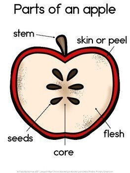 Parts of an Apple diagram and worksheet FREE by Paula's ...