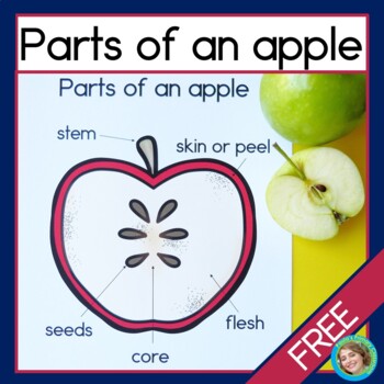Preview of Parts of an Apple Diagram and Worksheet Science STEM Apple Observation FREE